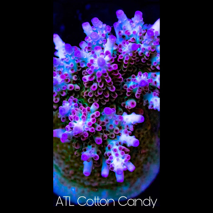 ATL Cotton Candy