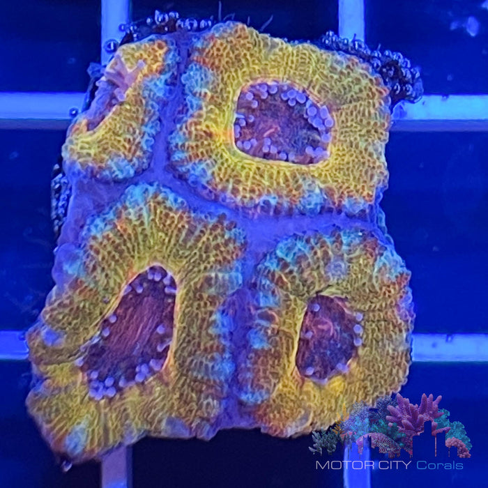 Aussie Acan #2
