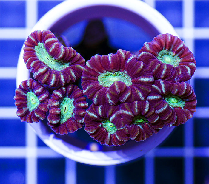 Australian Ultra Caulastrea