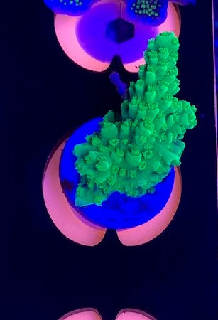 Bali Green slimer