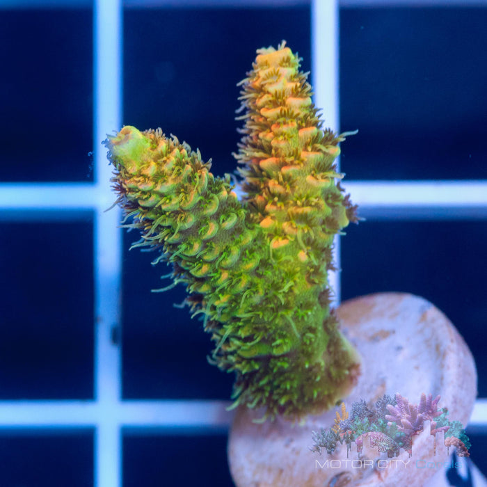 JF Solar Flare