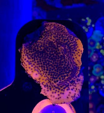 MCC, Mystic sunset montipora