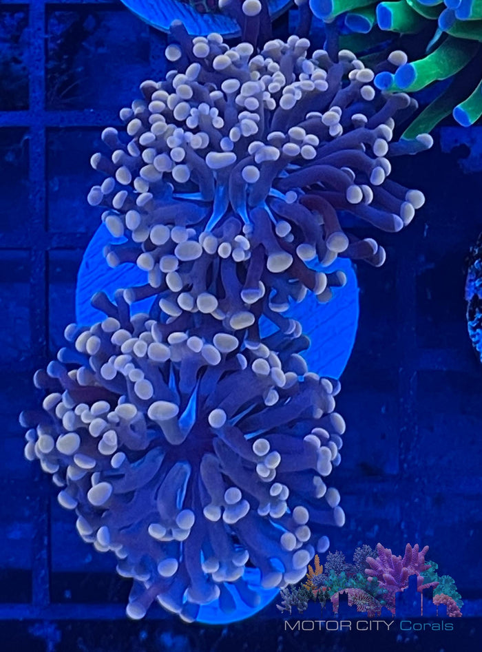 MCC Orange Branching Frogspawn #3