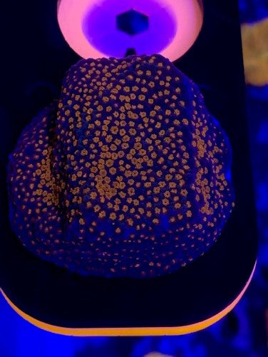 MCC, Poker star Montipora