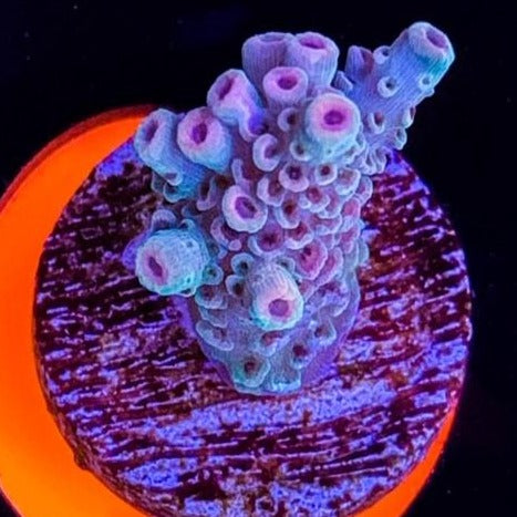 Motor City Corals, Pink Flamingo, Tabling Acropora