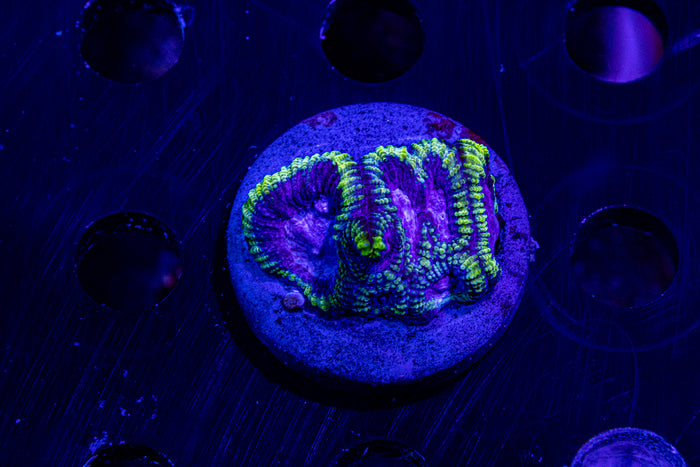 MotorCityCorals, Blood diamond Favia