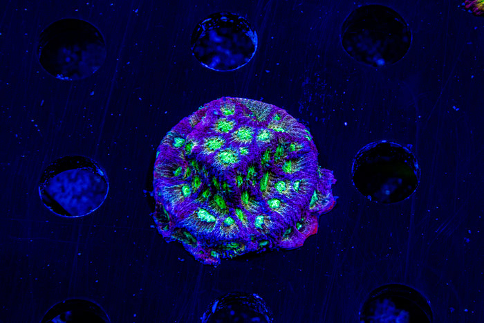 MotorCityCorals, Spicy Lemon Favia