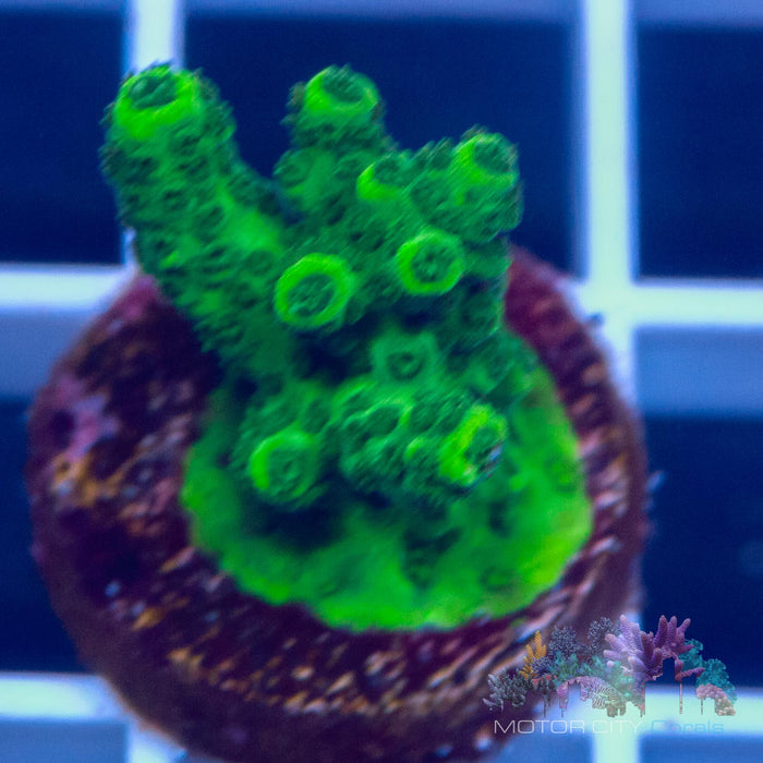 ORA Green Planet #2