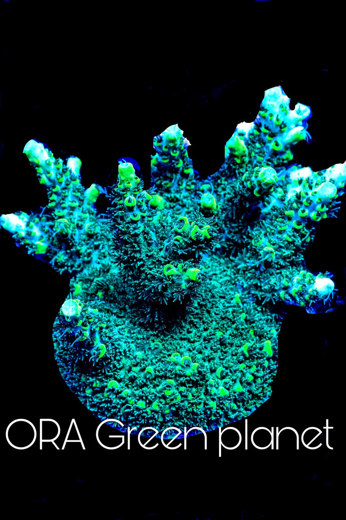 ORA, Green Planet