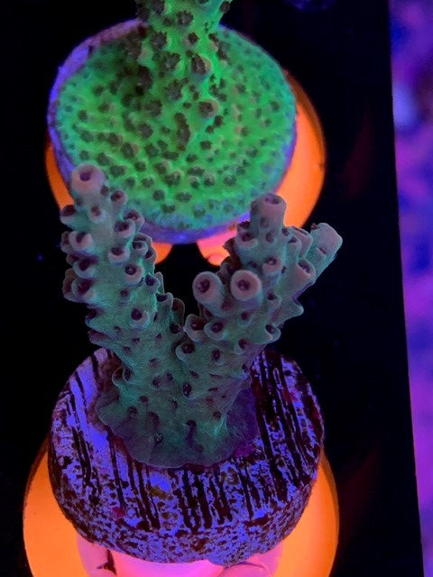 Reef Raft, Taiwan millipora