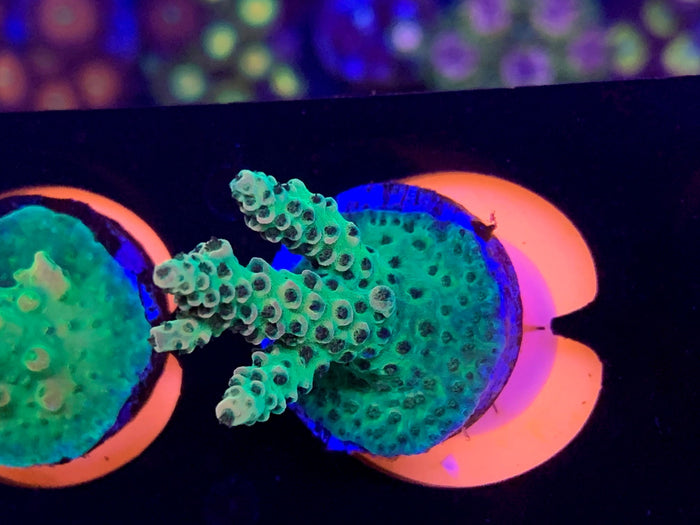 Reef Raft Taiwan Millipora