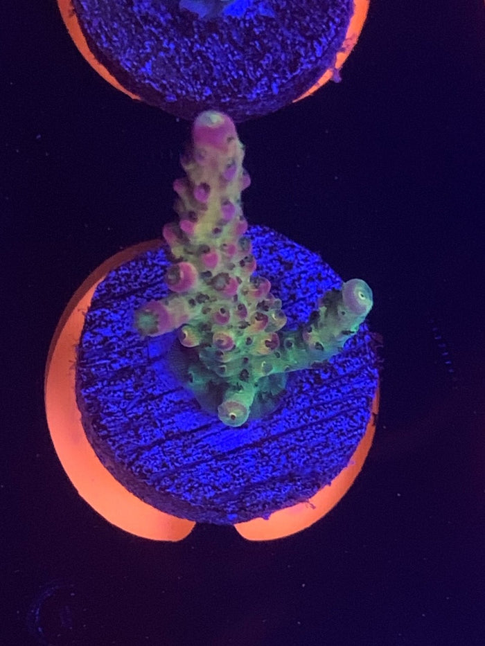 Reef Raft, Taiwan Millipora