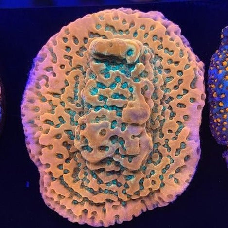 Reef Raft, Tropic Thunder