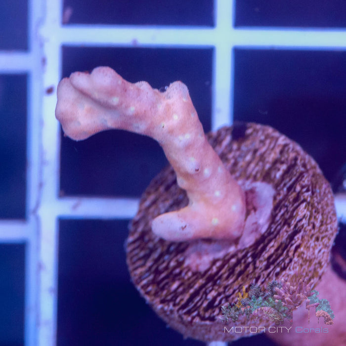 RR Tropicana Anacropora #2