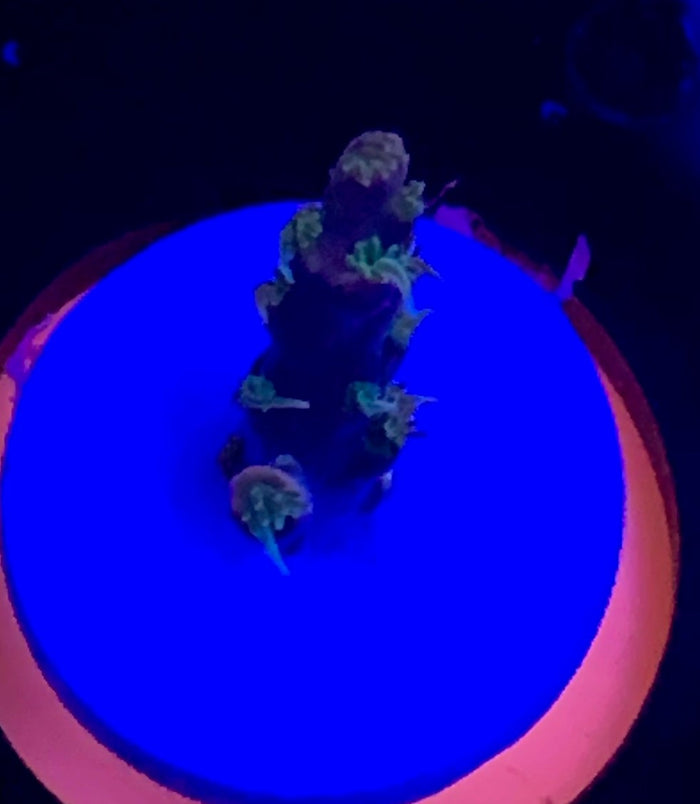 Small, Cherry Corals Voodo Magic
