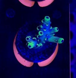 Unique corals, Pikachu