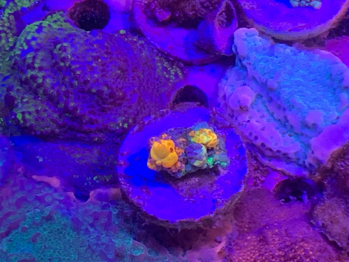 WWC, OG Bounce
