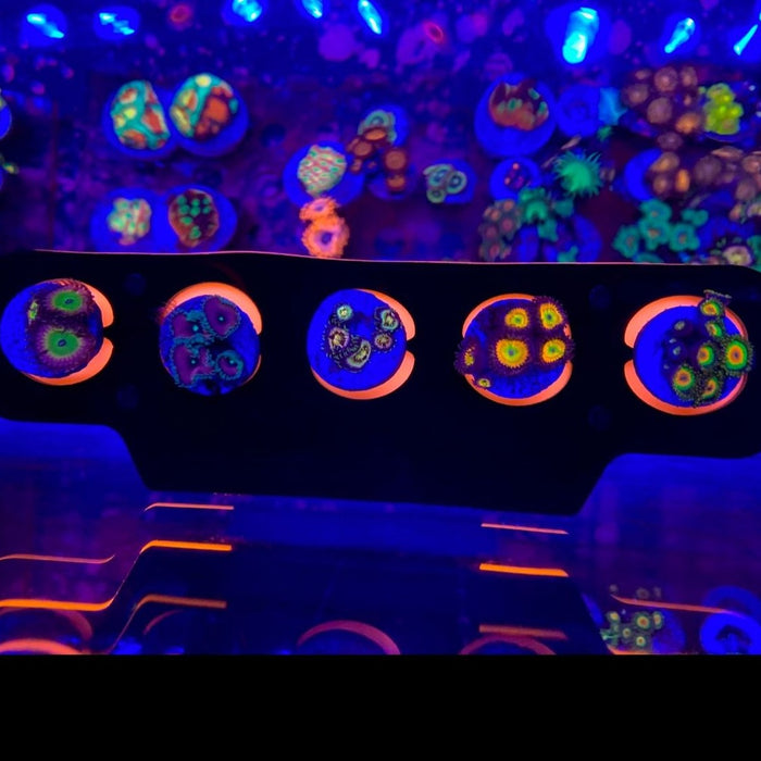Zoanthid Pack