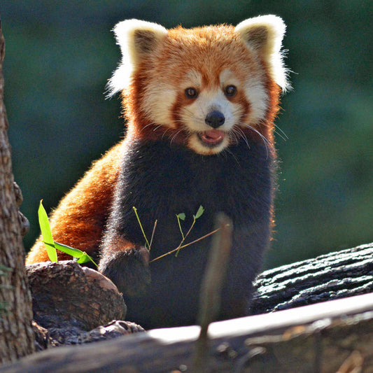 A photo of a red panda in a tree.