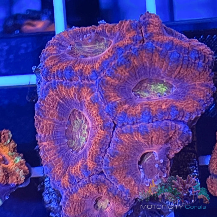 Aussie Acan #10