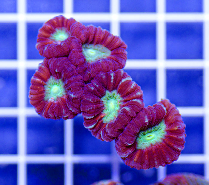 Australian Ultra Caulastrea