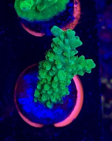 Bali Green slimer