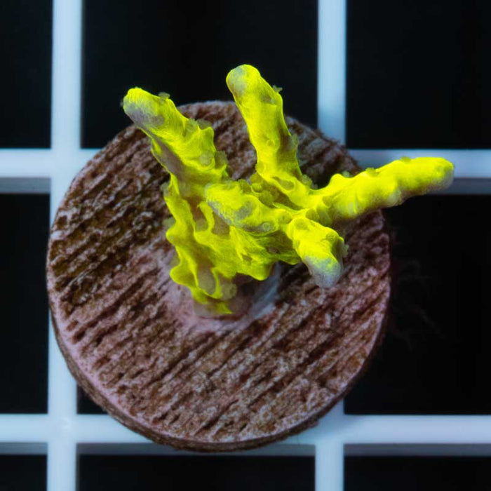 Biohazrad Anacropora