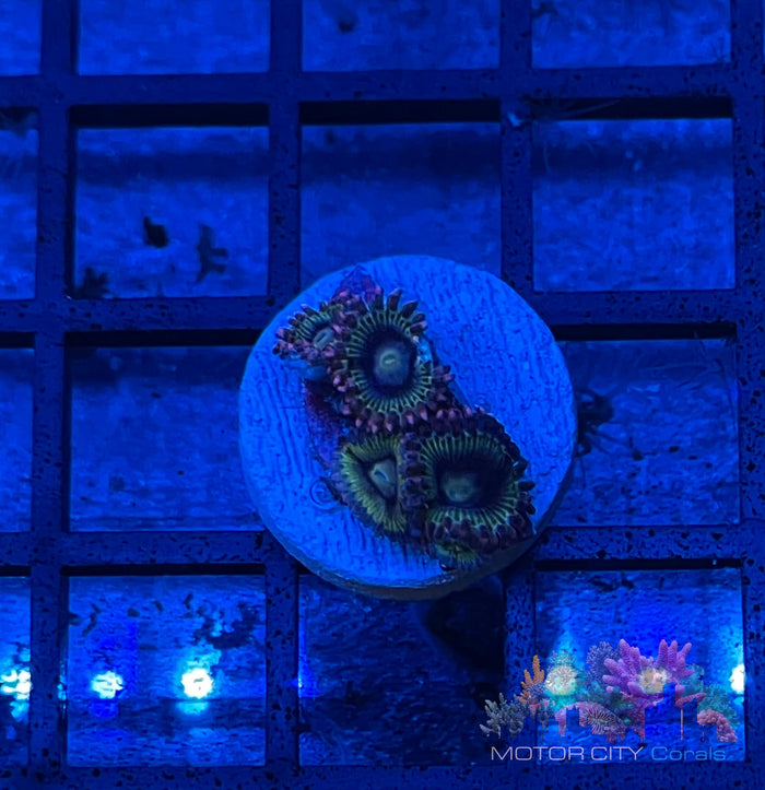 CC Rainbow Rhinos #2