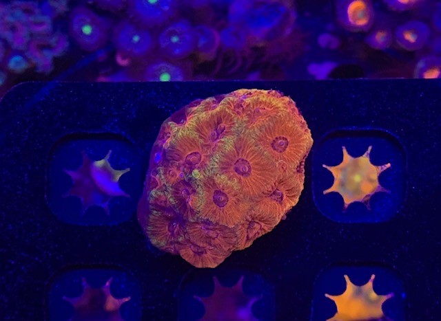 Cherry Corals, Darth Maul Favia