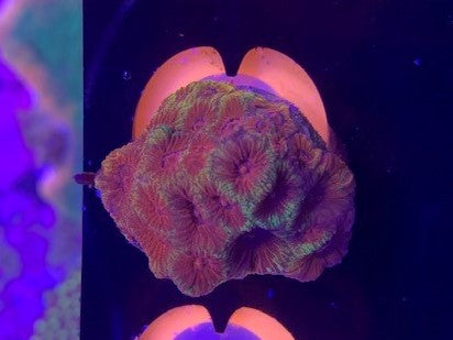 Cherry Corals, Darth Maul Favia