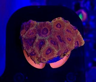Cherry Corals, Darth Maul Favia