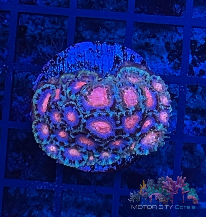 CJs Pink Eye Micromussa #2