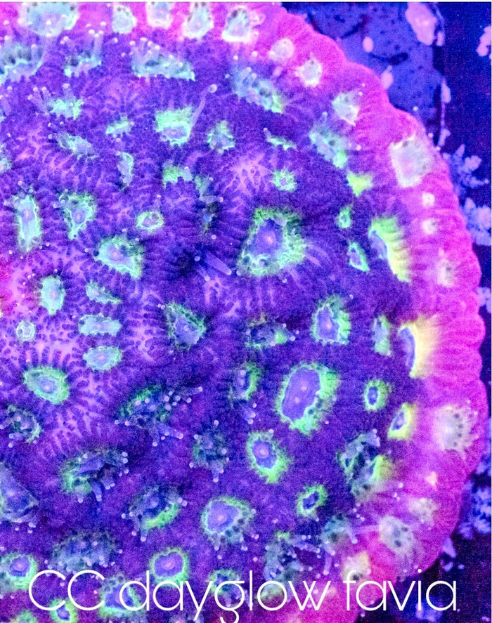 Day glow favia