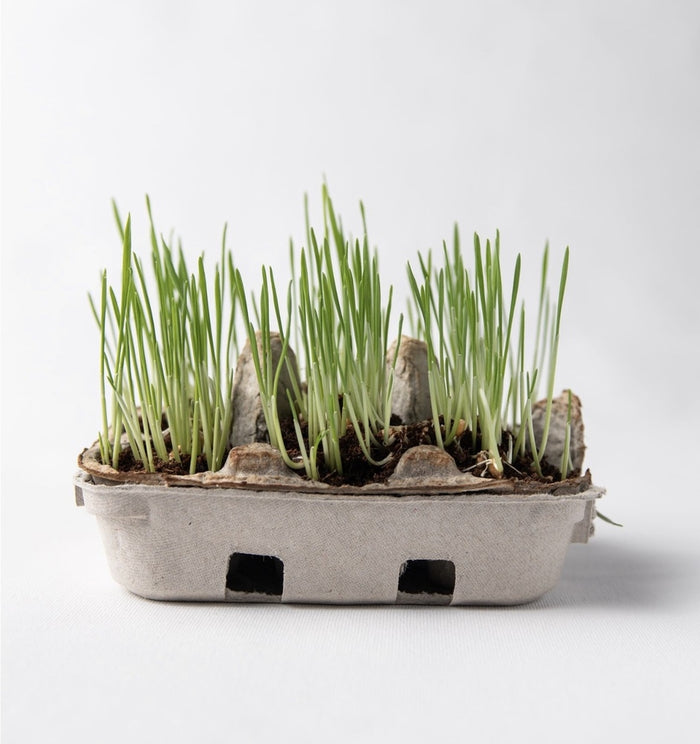 Egg Coloring & Grass Growing Kit