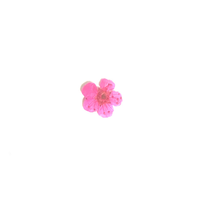 Embellishments - Dried Flowers