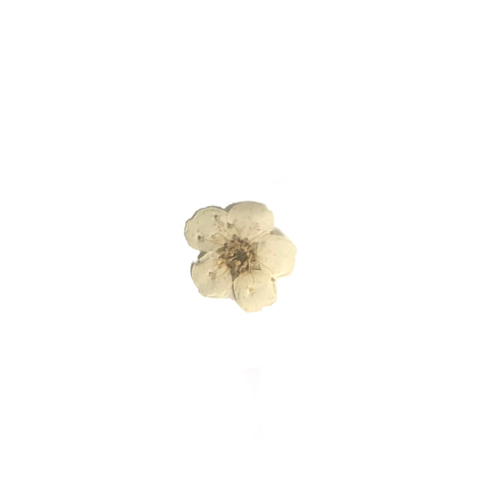 Embellishments - Dried Flowers