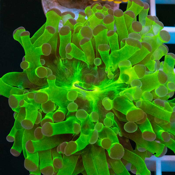 Green Frogspawn
