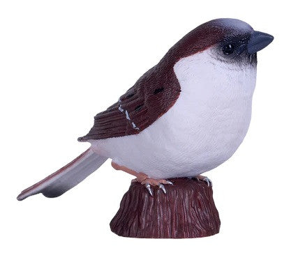 House Sparrow