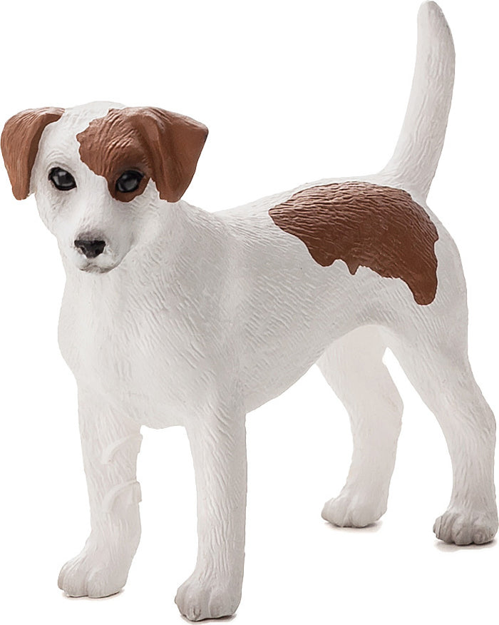 Jack Russell Terrier