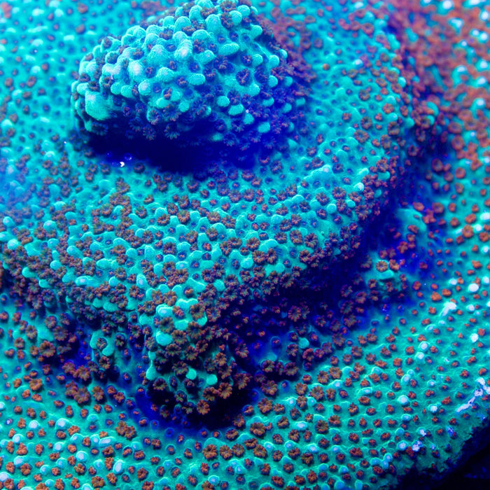 Jason Fox, Aquaman Montipora