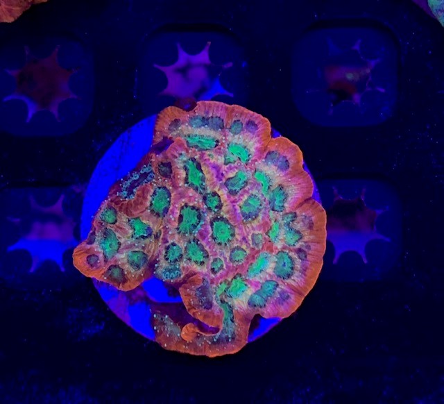 Jason Fox, Day Glow Favia
