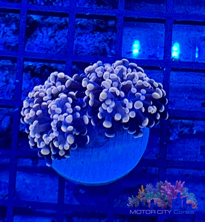 MCC Orange Branching Frogspawn #4