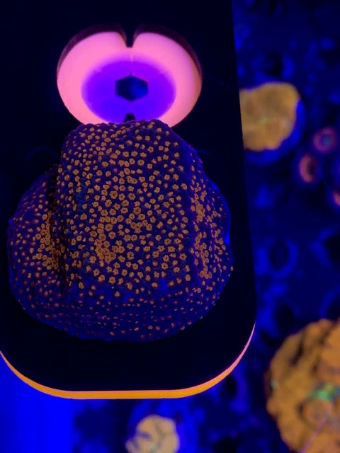 MCC , Superman montipora