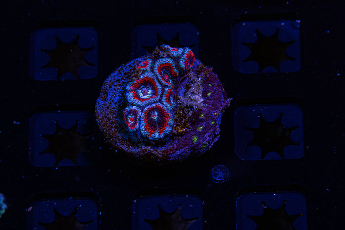 MotorCityCorals, Superman Micromussa