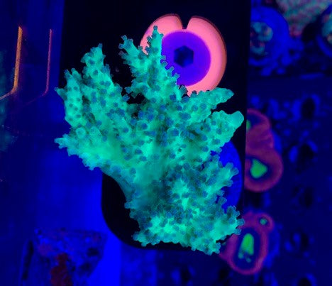 Neon Green Sinulara