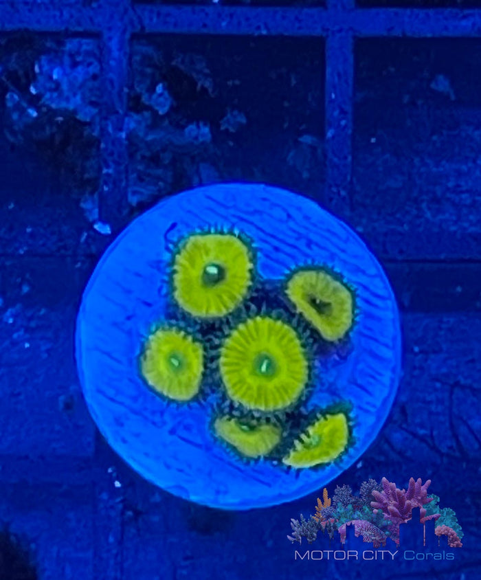 OG Nuclear Greens