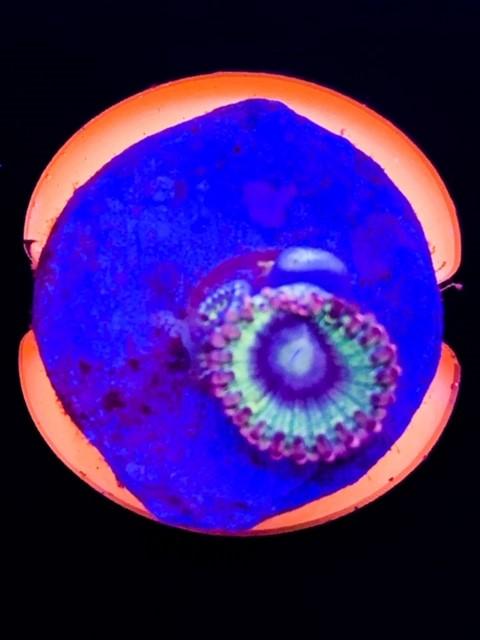 Rainbow Rhino Zoa