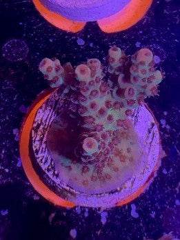 Reef Raft , Fruitopia