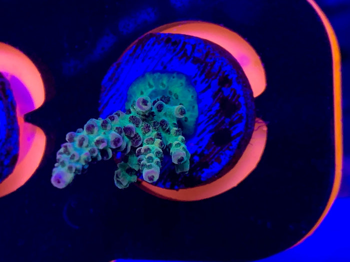 Reef Raft, fruitopia
