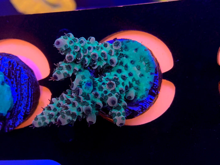 Reef Raft fuittopia